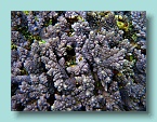 30 Purple Coral